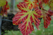 Les couleurs de l'automne